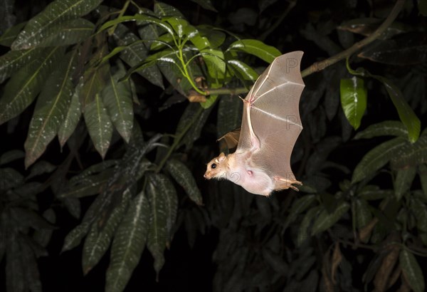 Peter's Dwarf Epauletted Fruit Bat (Micropteropus pusillus) in flight at night