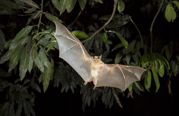 Gambian Epauletted Fruit Bat (Epomophorus gambianus) in flight night