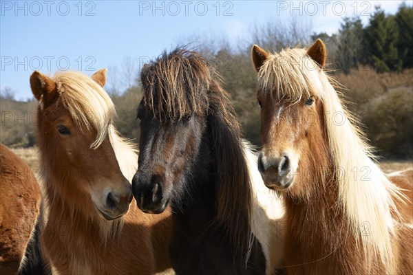 Young Icelandic horses