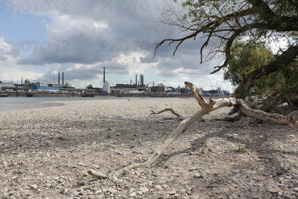 The Rhine at low water