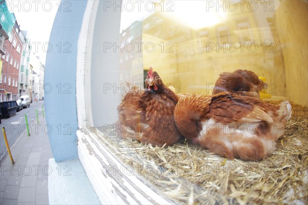 Chickens in a shop display window