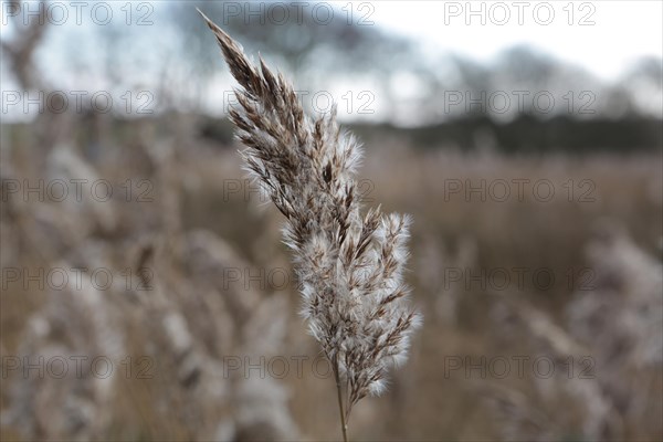 Common Reed (Phragmites australis)