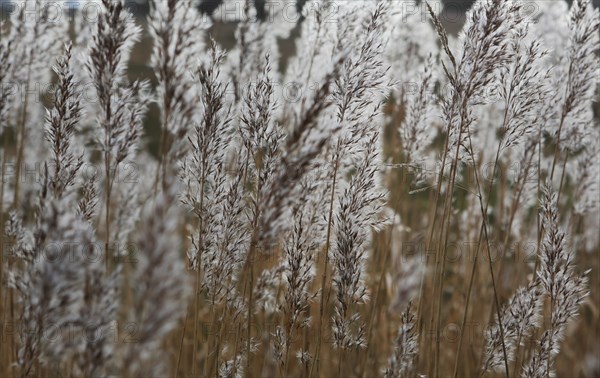 Common Reed (Phragmites australis)