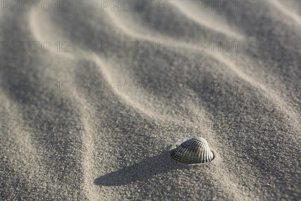 Shell lying in the sand on the beach