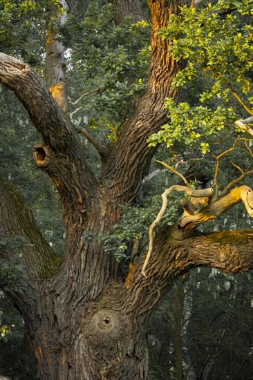 Old English Oak (Quercus robur)