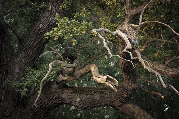 Dead branches of a Pedunculate Oak (Quercus robur)