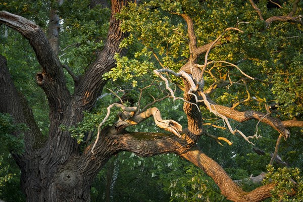 Old English Oak (Quercus robur)