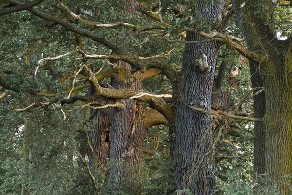 Old English Oaks (Quercus robur)