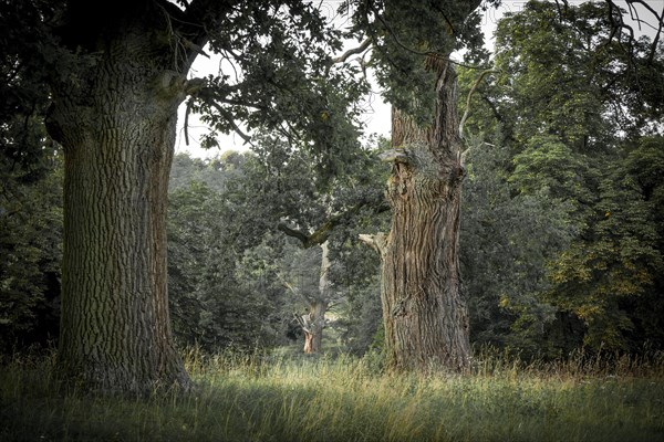 Old Pedunculate Oak (Quercus robur)