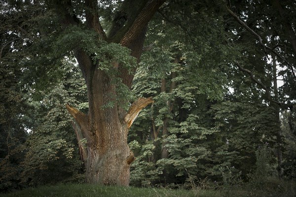 Ancient oak at the ruins of Boitzenburg Abbey