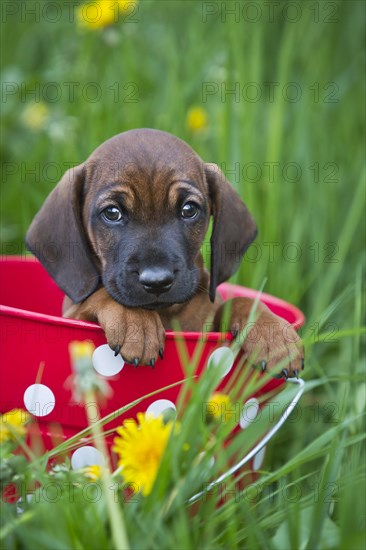 Bavarian Mountain Hound