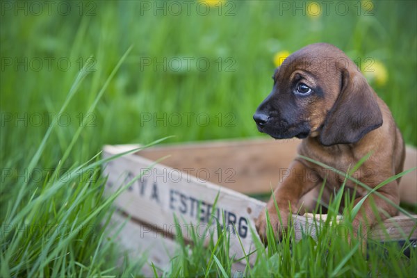 Bavarian Mountain Hound