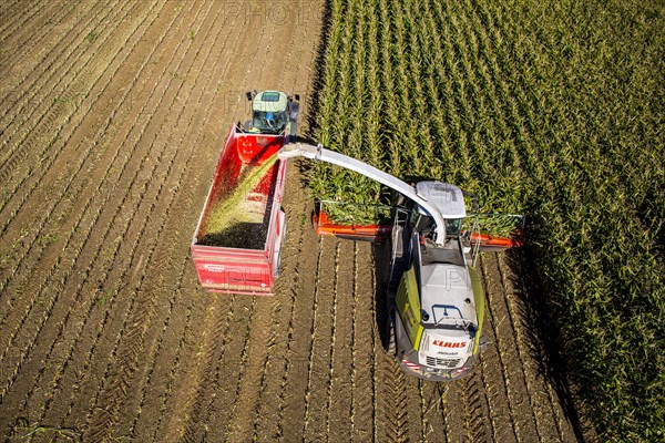 Corn harvest