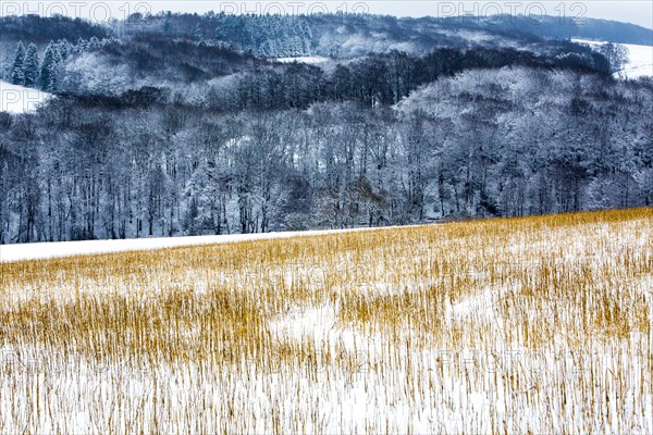 Snow-covered landscape