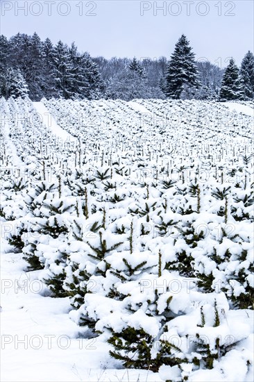 Nursery for Christmas trees in winter