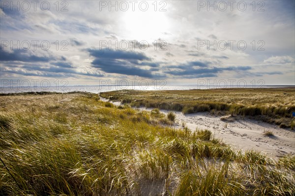 Marsh landscape in winter