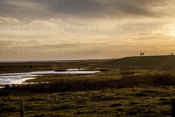 Marsh landscape in winter