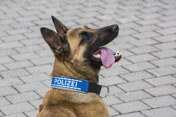 Belgian Shepherd dog