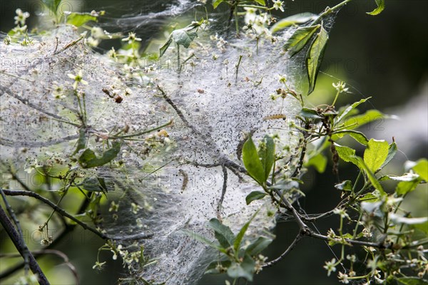 Web of the Oak Processionary (Thaumetopoea processionea)