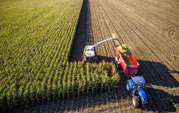 Corn harvest