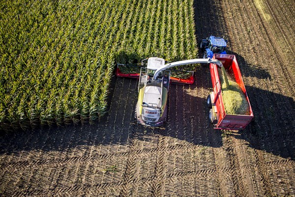 Corn harvest