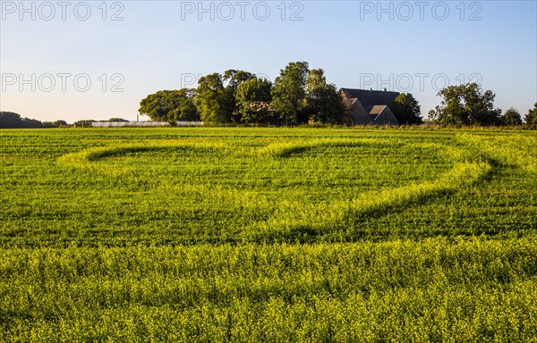 Heart of canola plants in a field