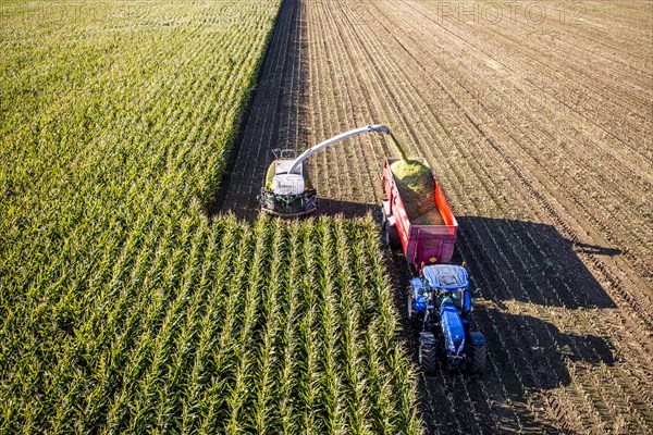 Corn harvest