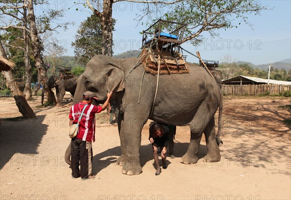 Elephant camp on the Mae Kok river