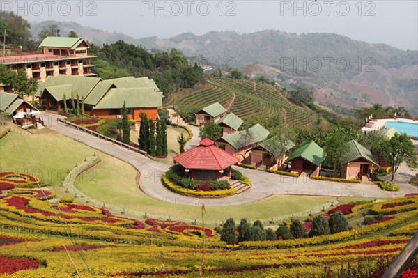 101 Tea Plantation