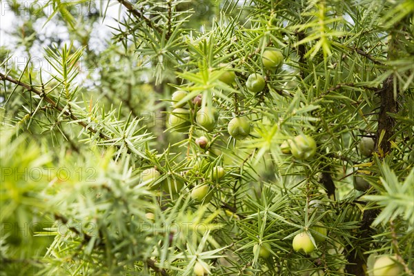 Common Juniper (Juniperus communis) with green berries
