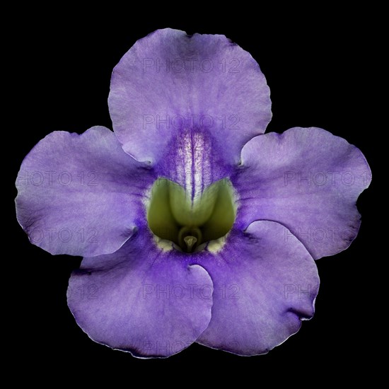 Thunbergia grandiflora flower