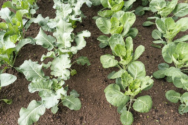 Rows of brassica plants (Brassica oleracea) in a garden