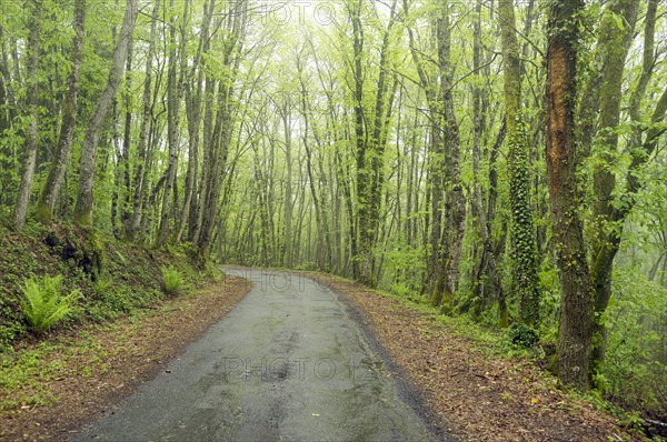 Country road through lush green forest