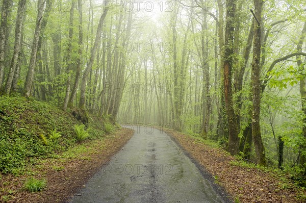 Country road through lush green forest
