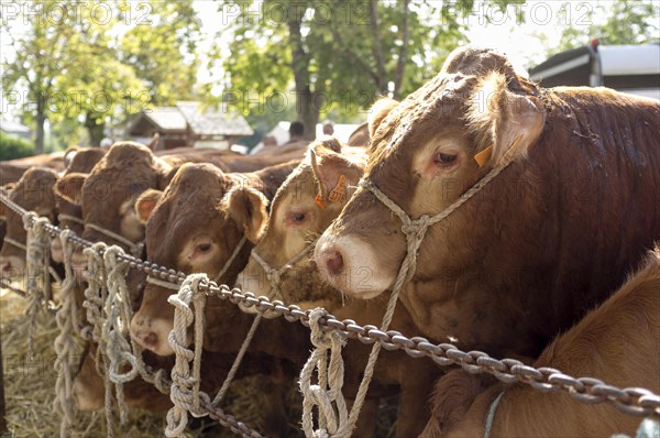 Limousin cattle at an agricultural market