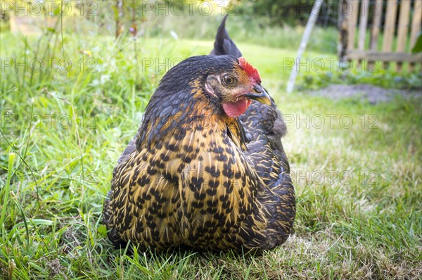 A young Black Copper Marans chicken (Gallus gallus domesticus) sitting in the grass