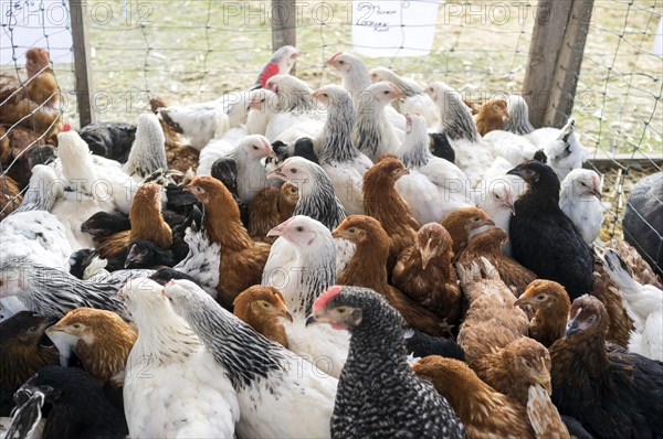 Young chickens for sale at the Foire des Herolles market