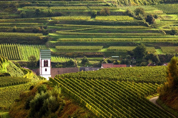 Church in the vineyards in autumn