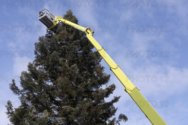 Giant Christmas Tree