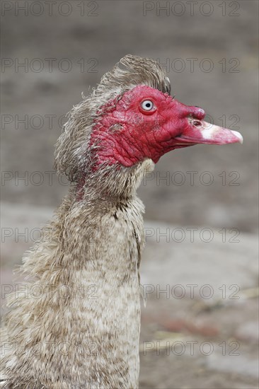 Muscovy Duck (Cairina moschata)