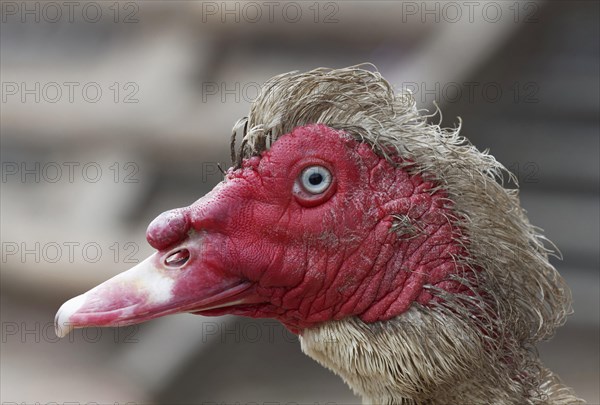 Muscovy Duck (Cairina moschata)