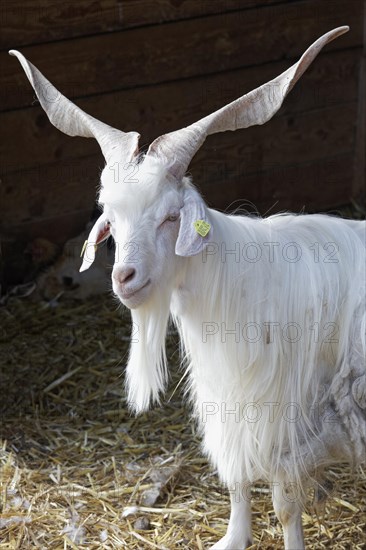 Girgentana goat