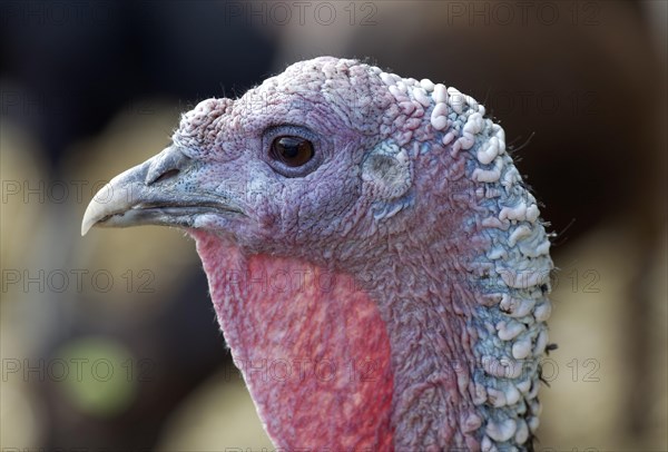 Turkey (Meleagris gallopavo)