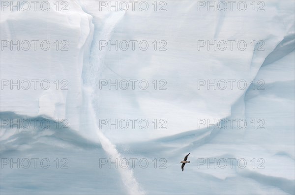 Northern Fulmar or Arctic Fulmar (Fulmarus glacialis) flying in front of a meltwater waterfall at the glacier front of Brasvellbreen