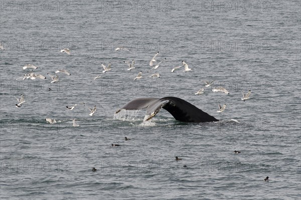 Fluke of a diving Humpback Whale (Megaptera novaeangliae)