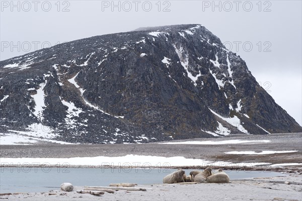 Male Walruses (Odobenus rosmarus) resting on land