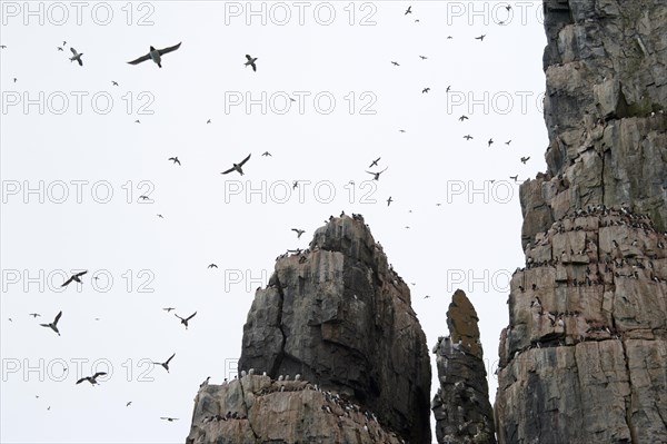 Thick-billed Murres or Brunnich's Guillemots (Uria lomvia) on the bird cliffs of Alkefjellet