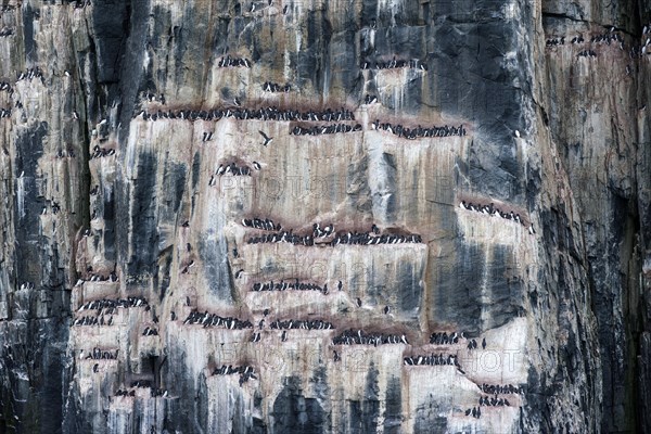 Thick-billed Murres or Brunnich's Guillemots (Uria lomvia) on the bird cliffs of Alkefjellet