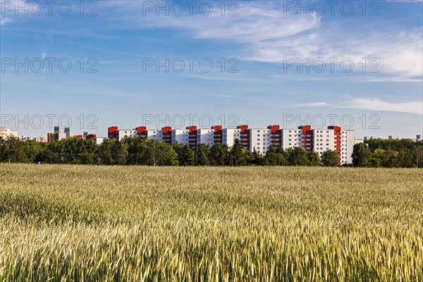 Cornfield with multi-storey buildings