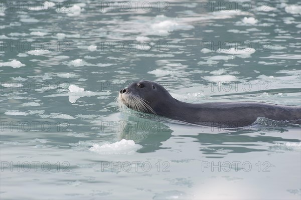 Floating Bearded Seal (Erignathus barbatus)